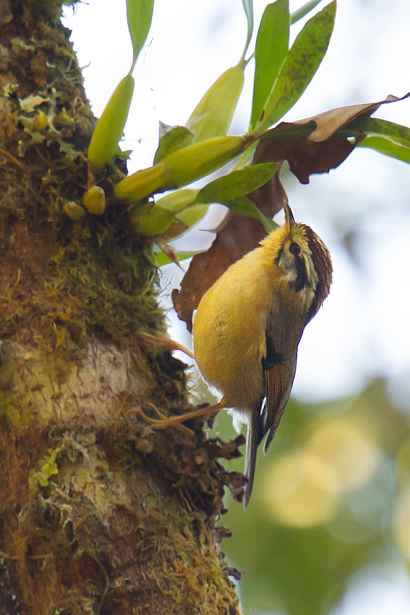 Rufous-winged Fulvetta