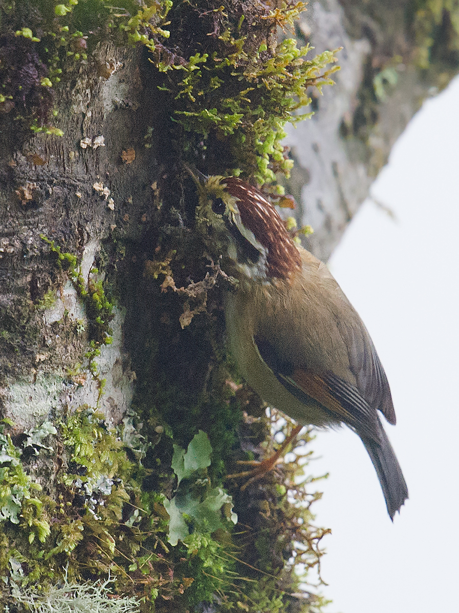 Rufous-winged Fulvetta