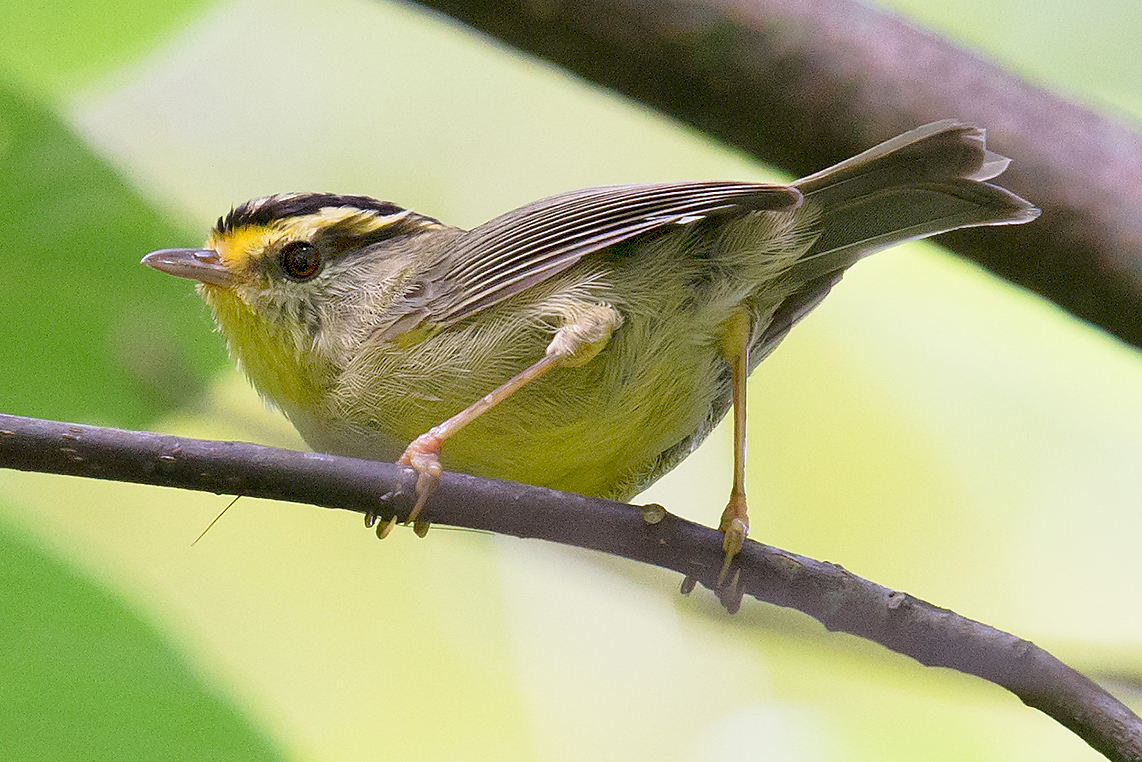 Yellow-throated Fulvetta