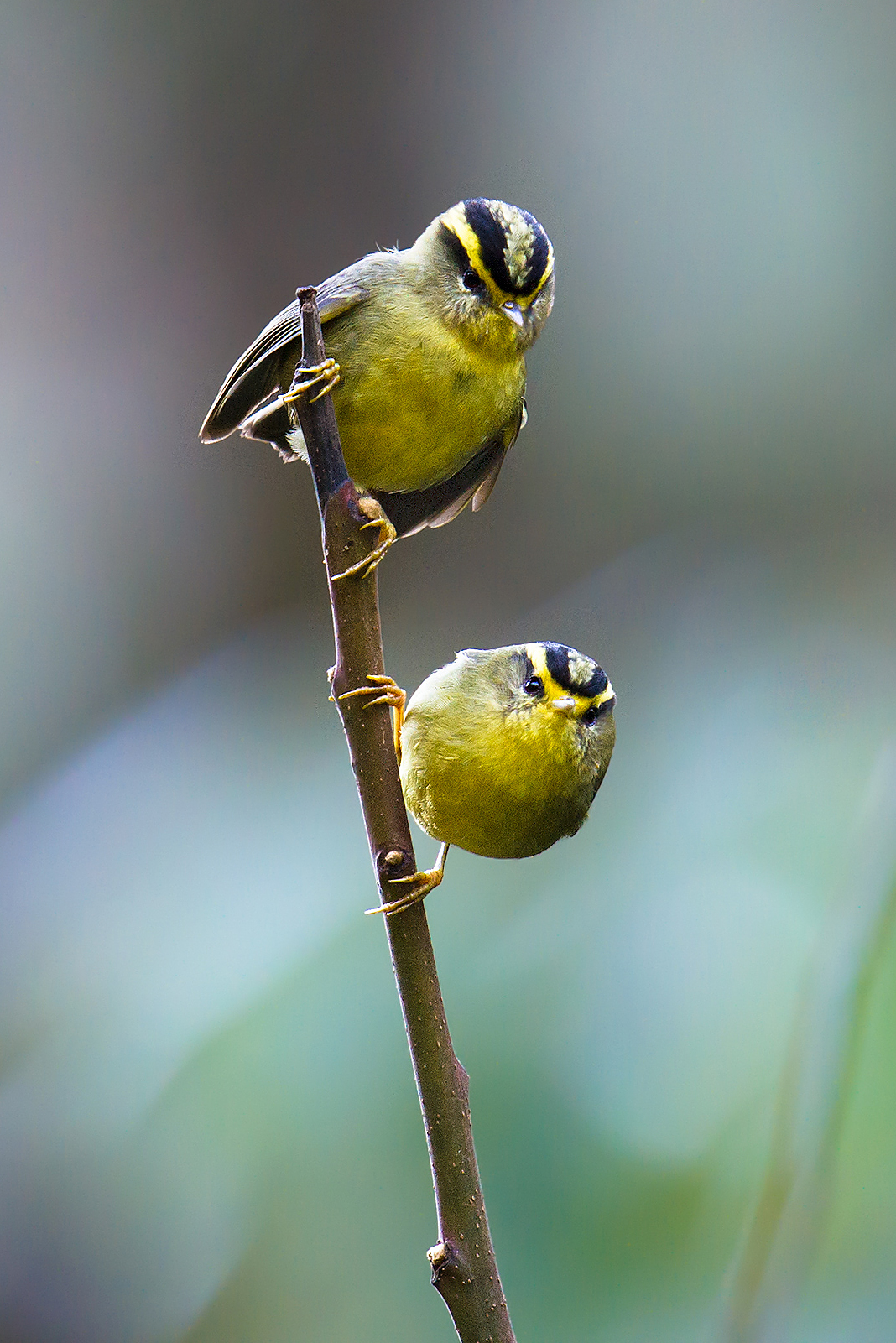 Yellow-throated Fulvetta