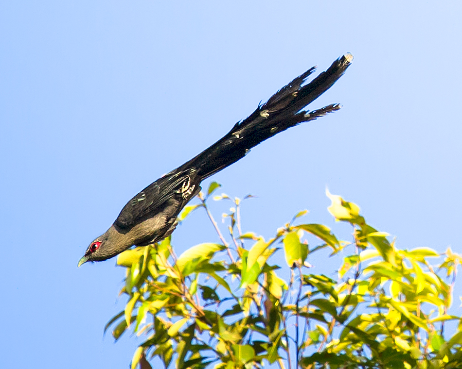 Green-billed Malkoha