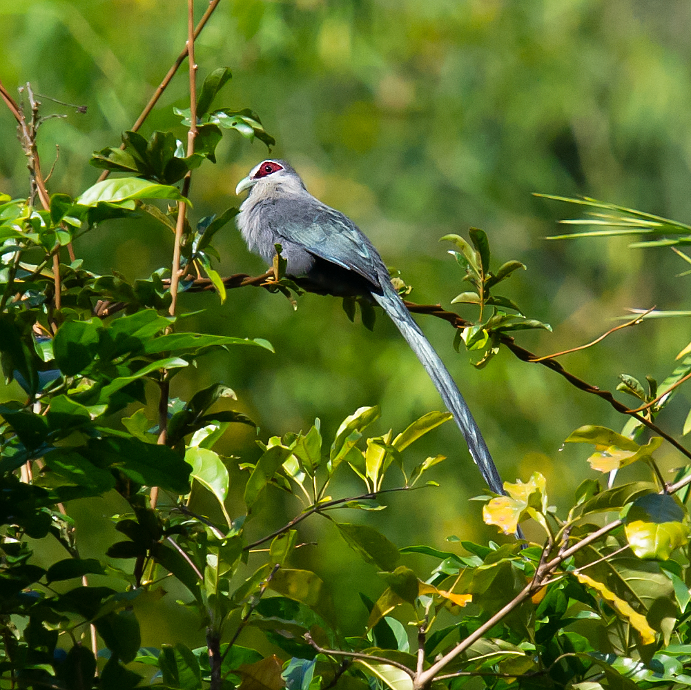 Green-billed Malkoha