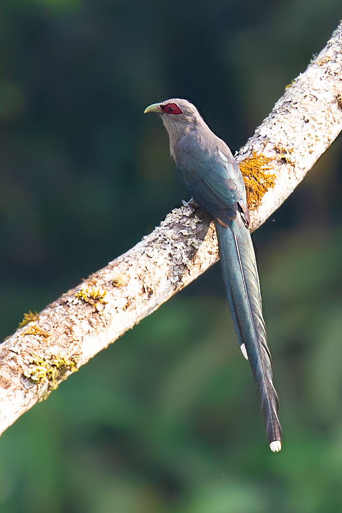 Green-billed Malkoha