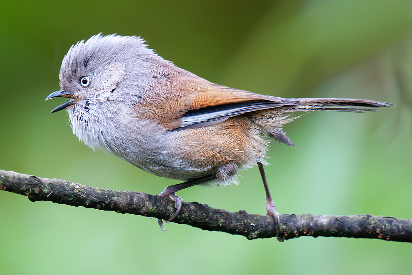 Grey-hooded Fulvetta