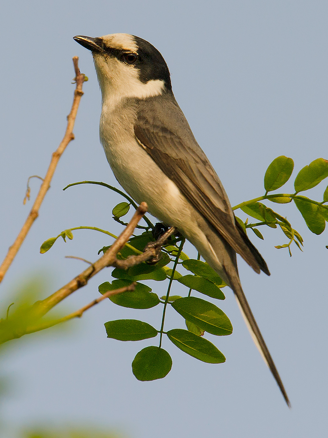 Ashy Minivet