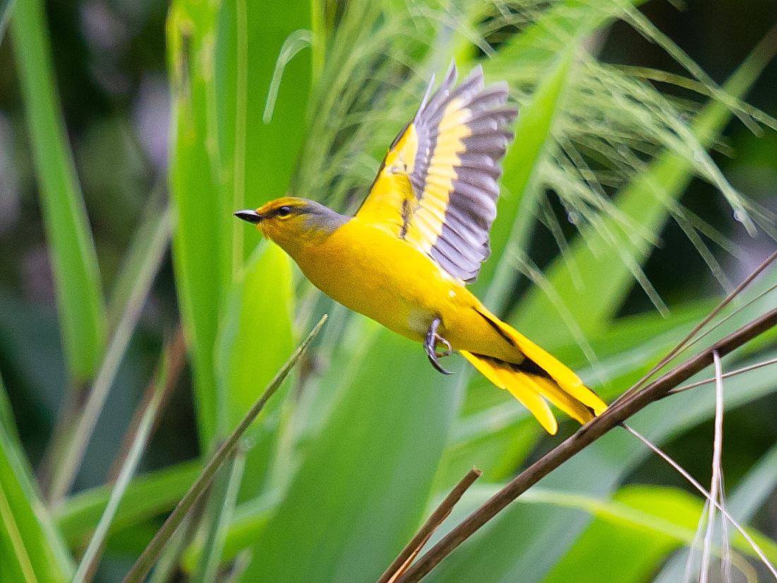 Scarlet Minivet