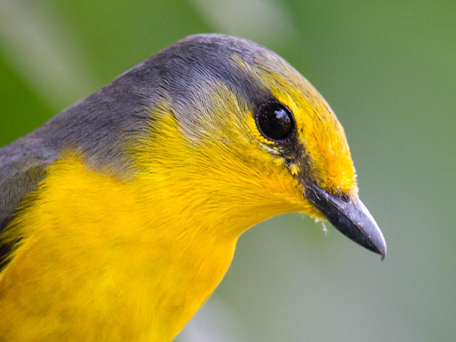 Scarlet Minivet