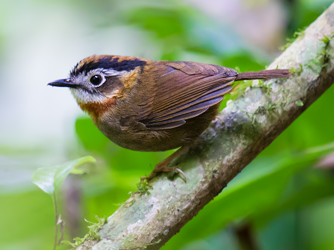 Rufous-throated Fulvetta