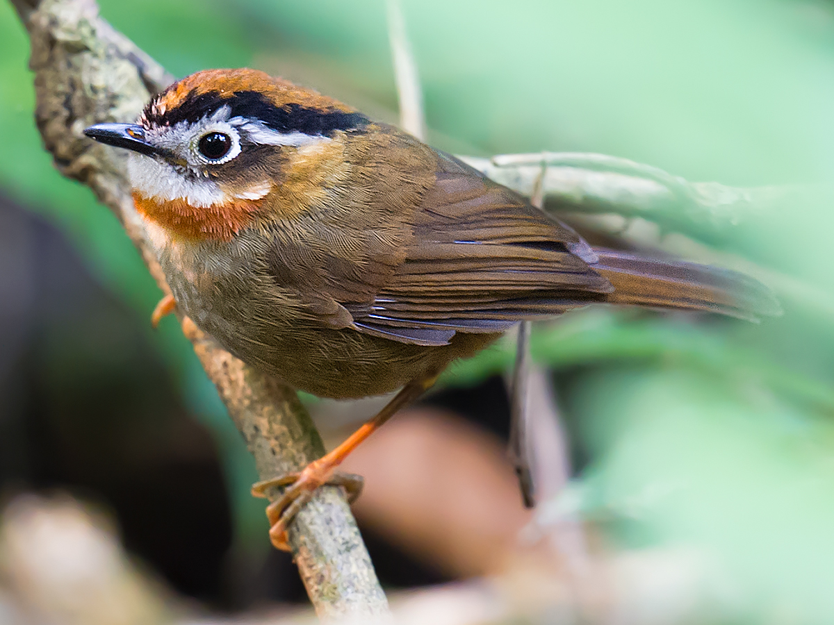 Rufous-throated Fulvetta