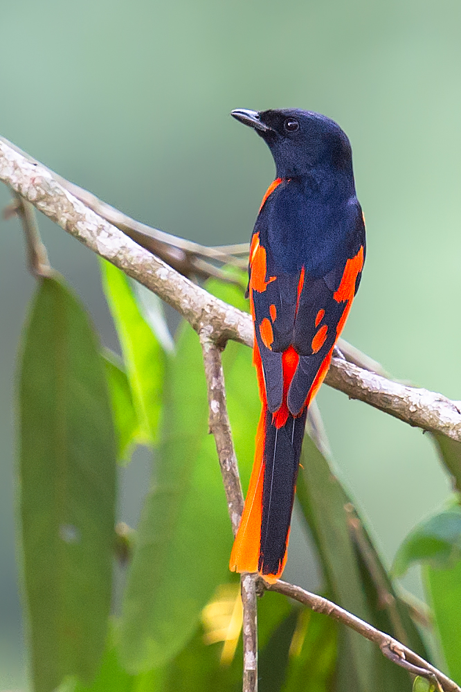 Scarlet Minivet