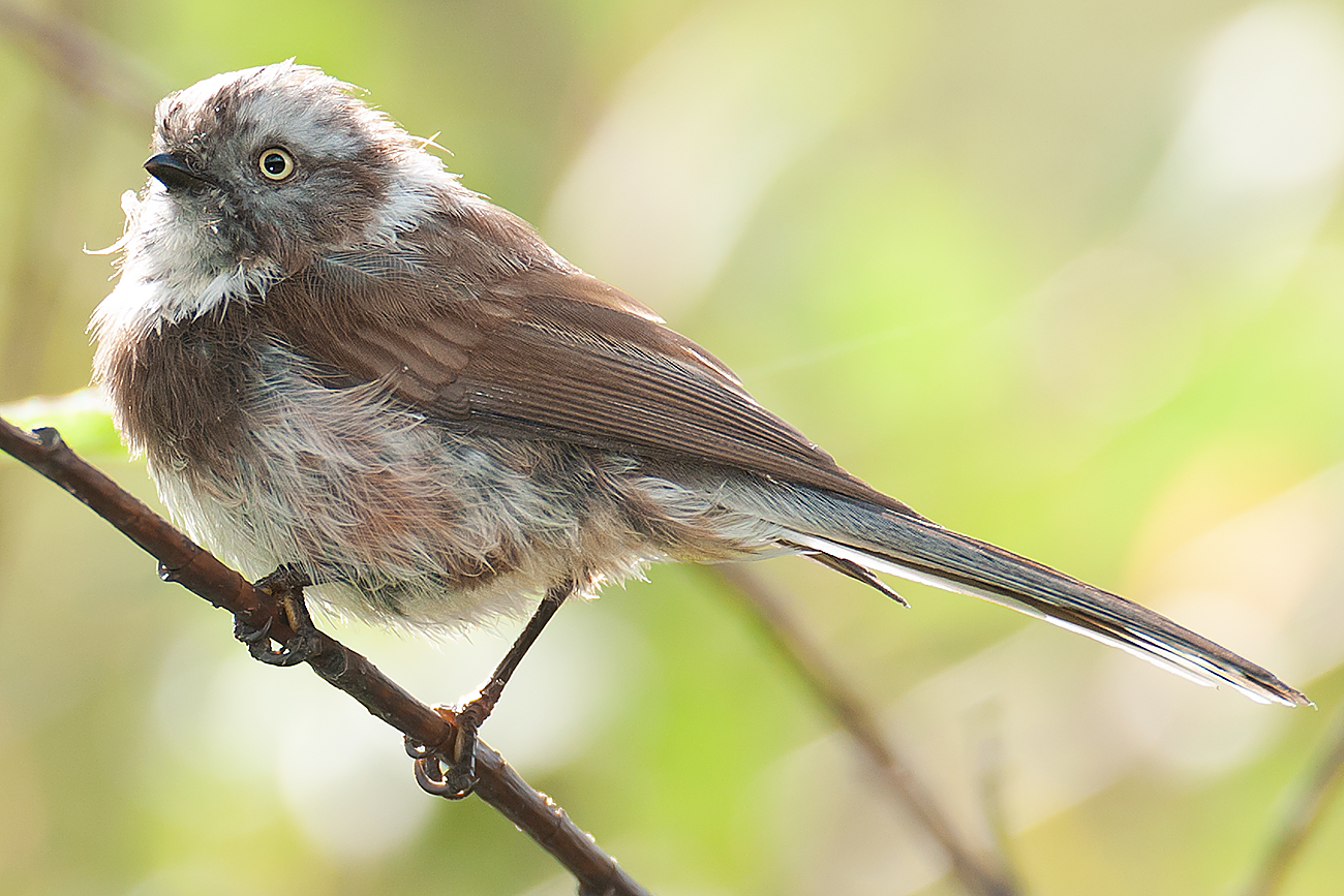 Sooty Bushtit