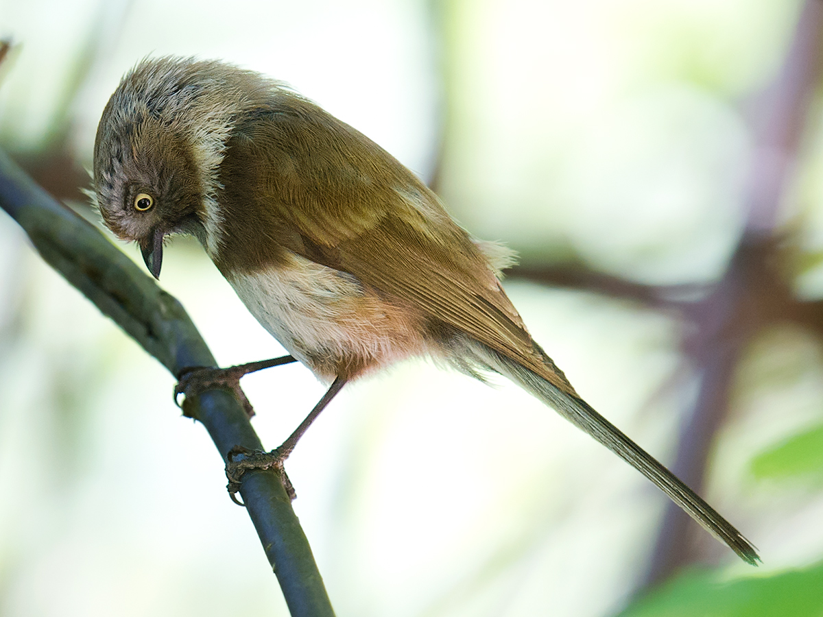 Sooty Bushtit