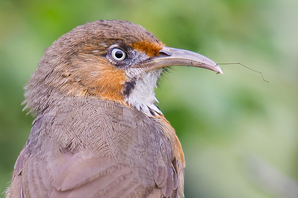 Black-streaked Scimitar Babbler