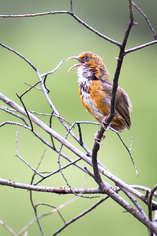 Black-streaked Scimitar Babbler