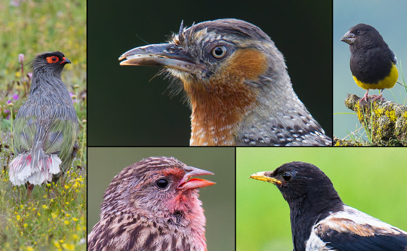 Birds of Sichuan