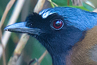 Black-throated Laughingthrush