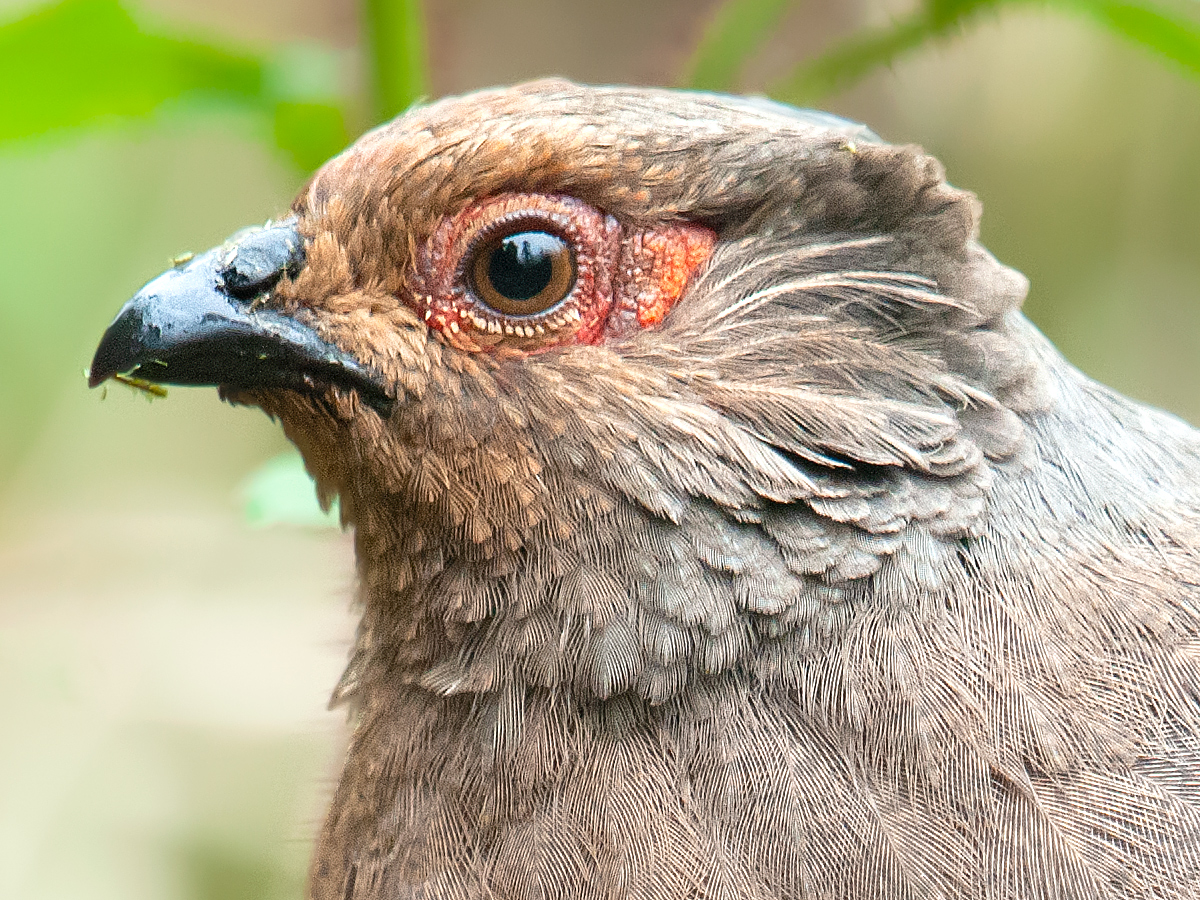 Blood Pheasant