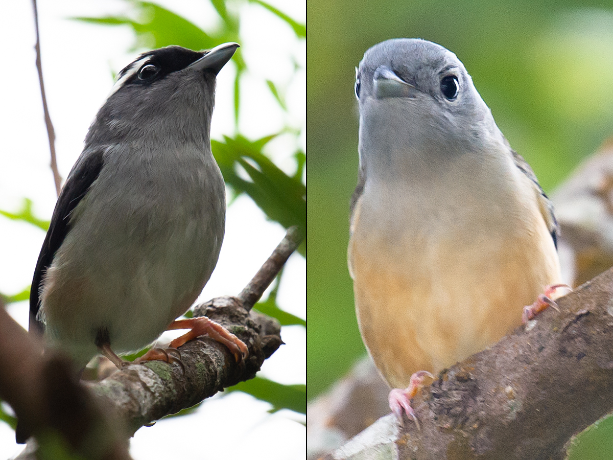 Blyth's Shrike-babbler