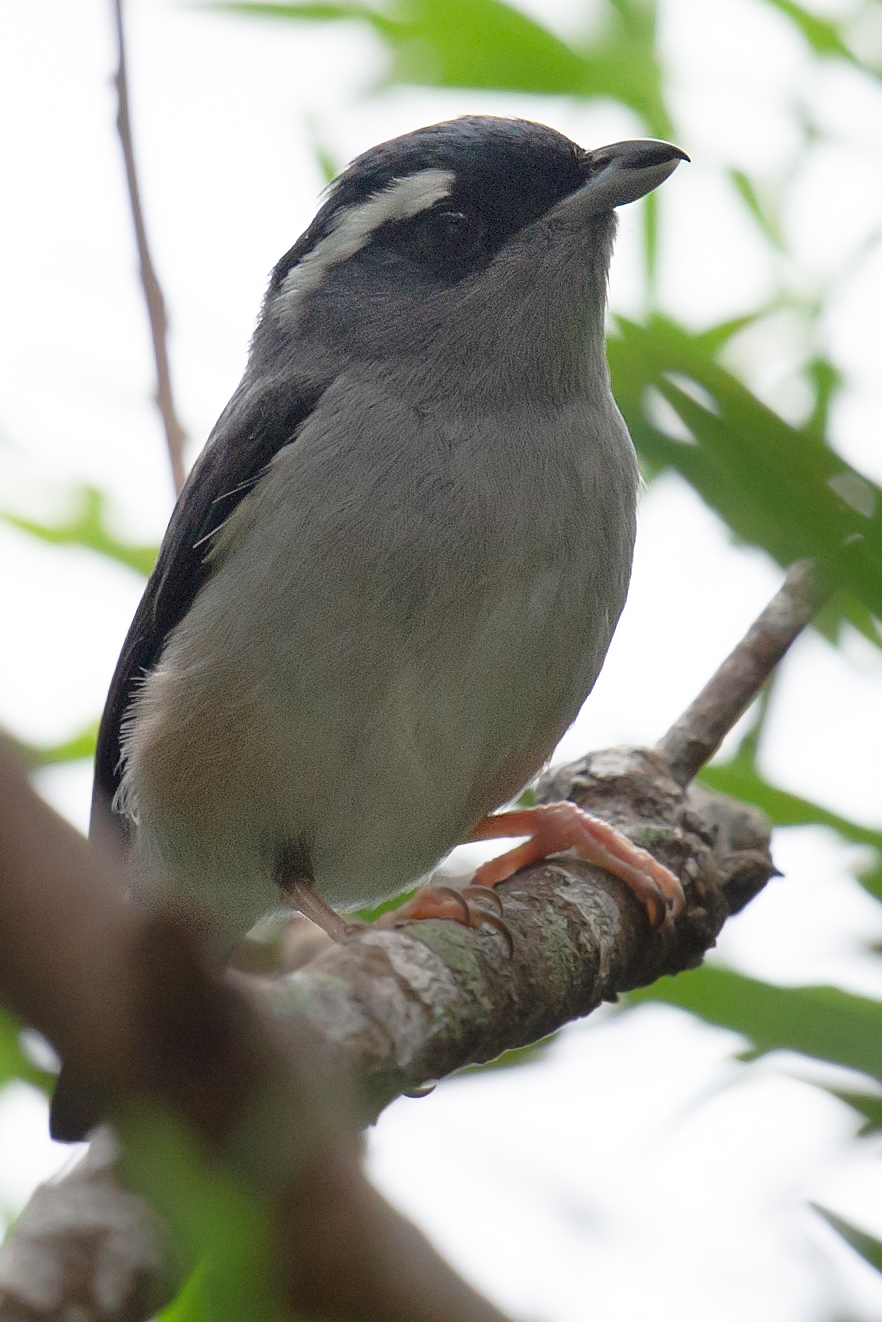 Blyth's Shrike-babbler