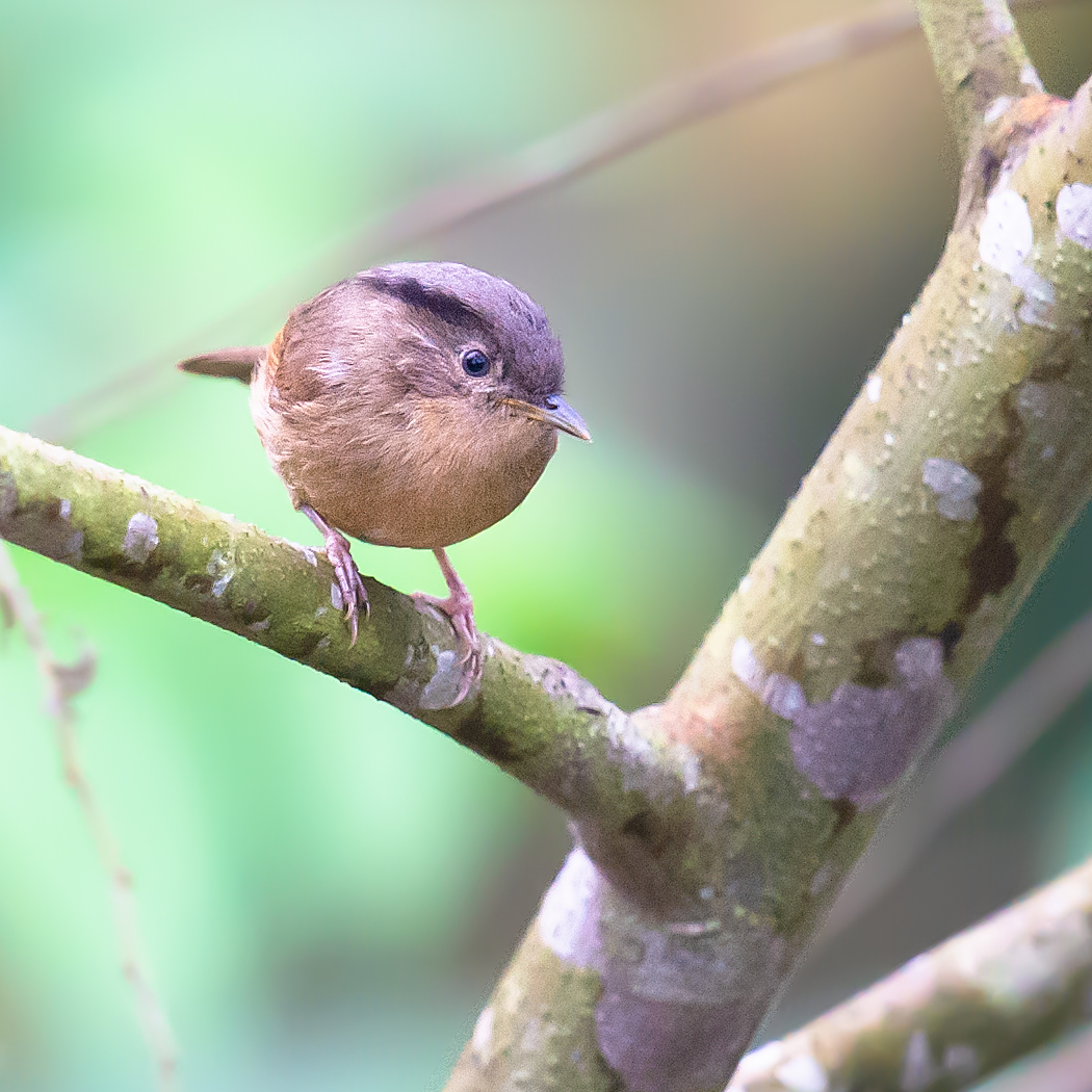 Brown-cheeked Fulvetta