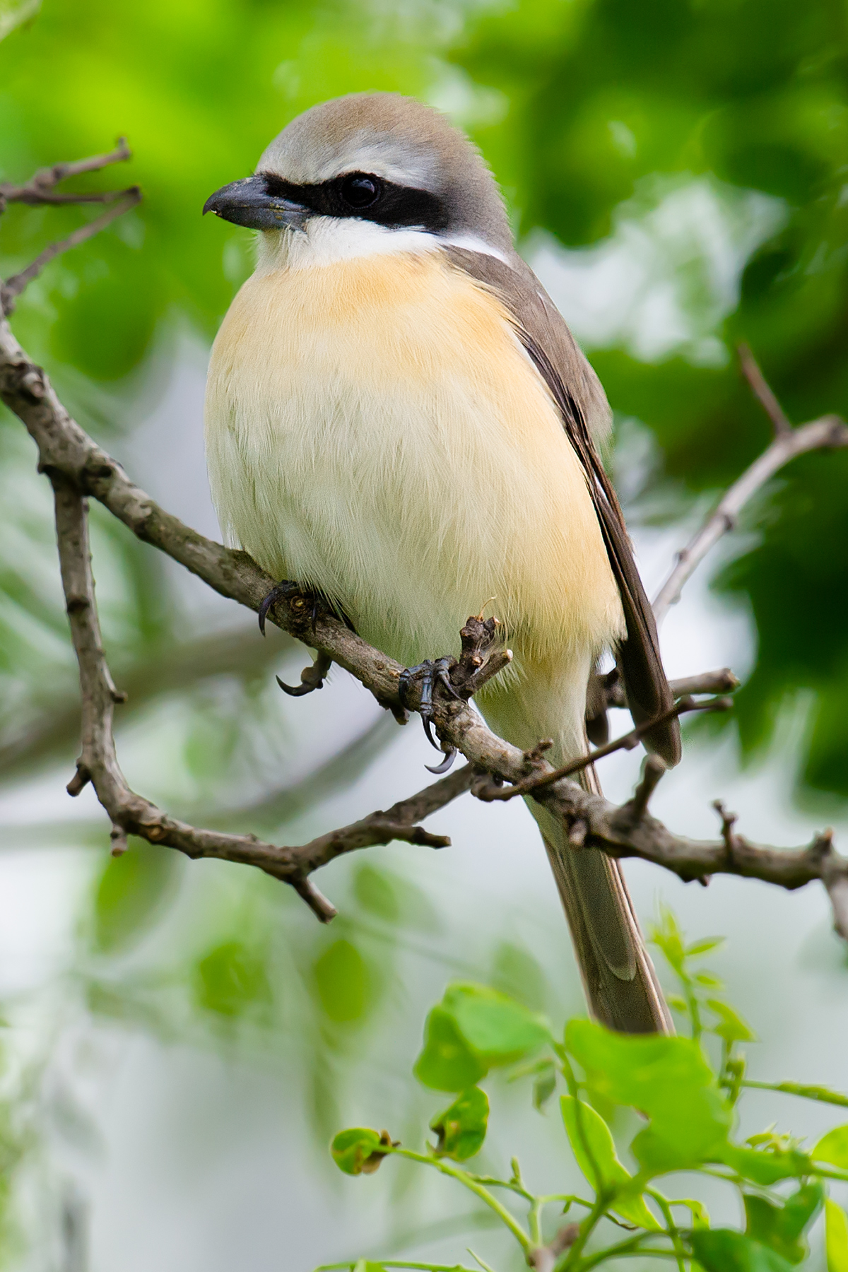 Brown Shrike