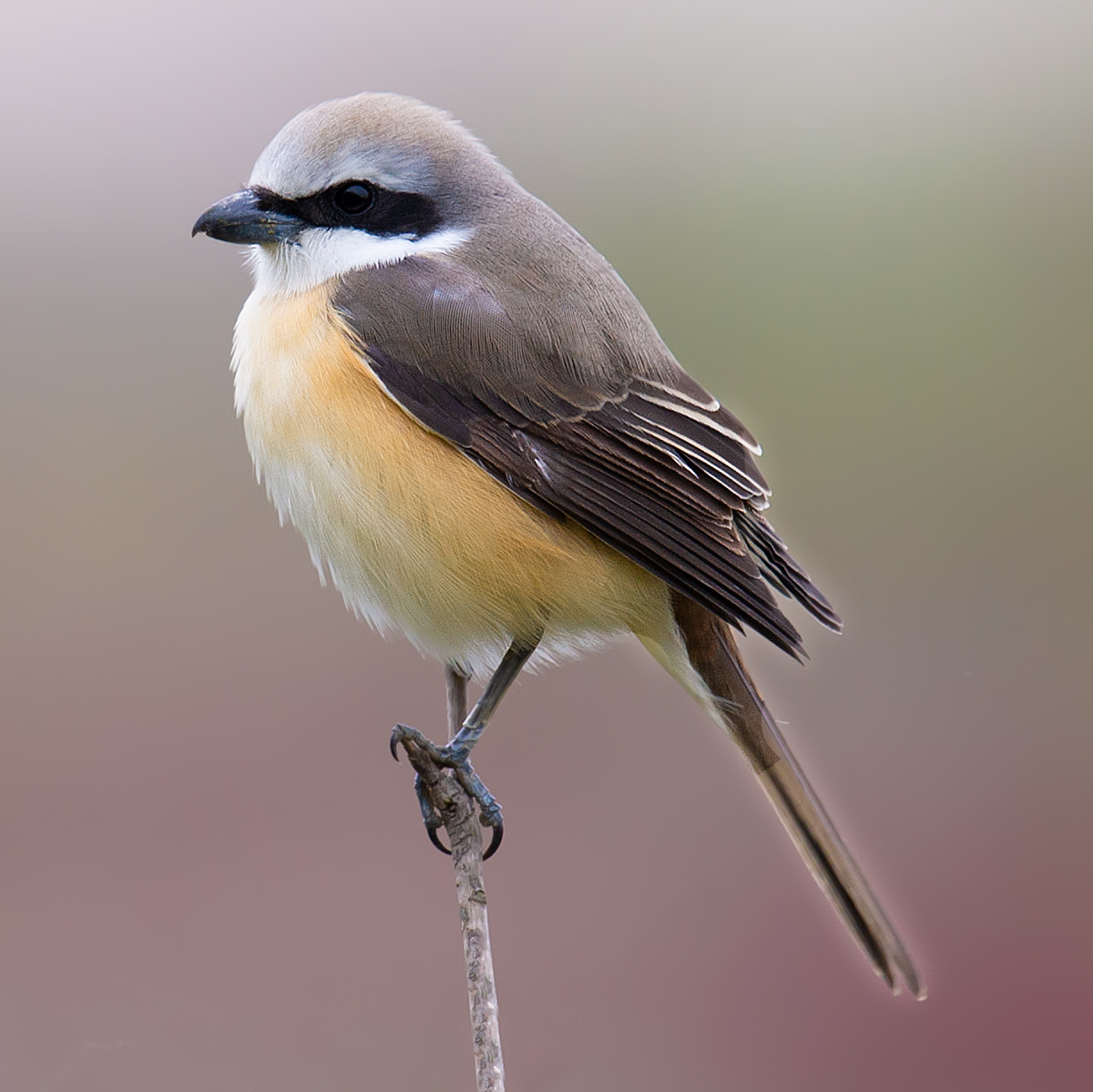 Brown Shrike