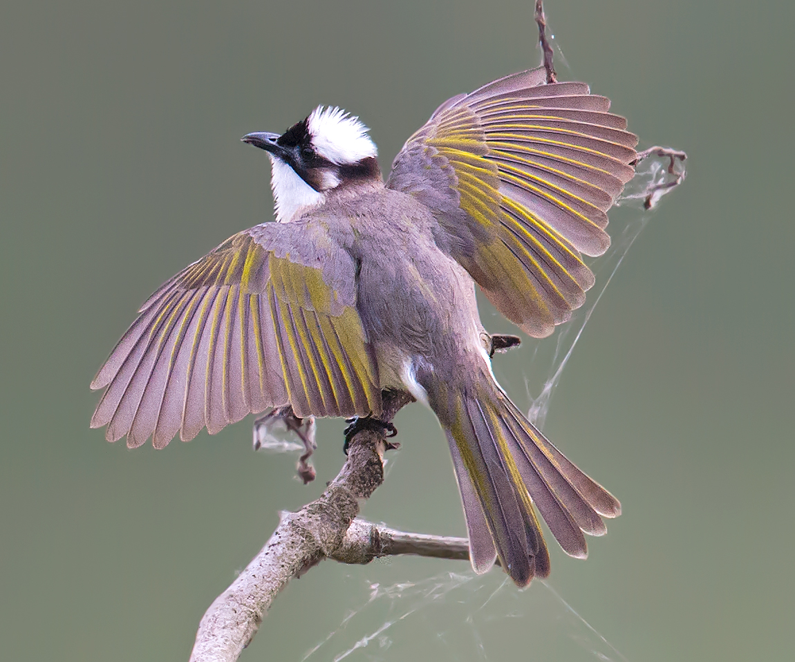 Light-vented Bulbul