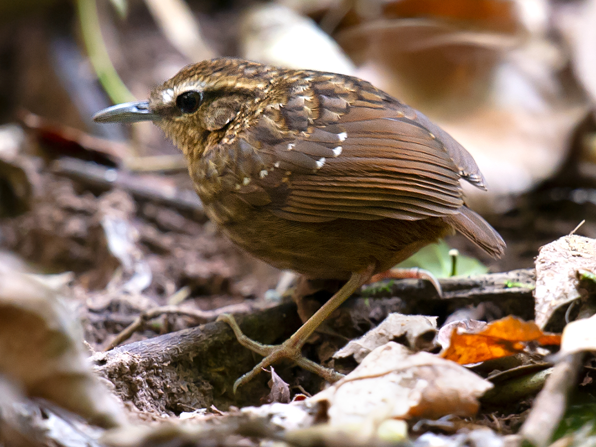 Eyebrowed Wren-Babbler