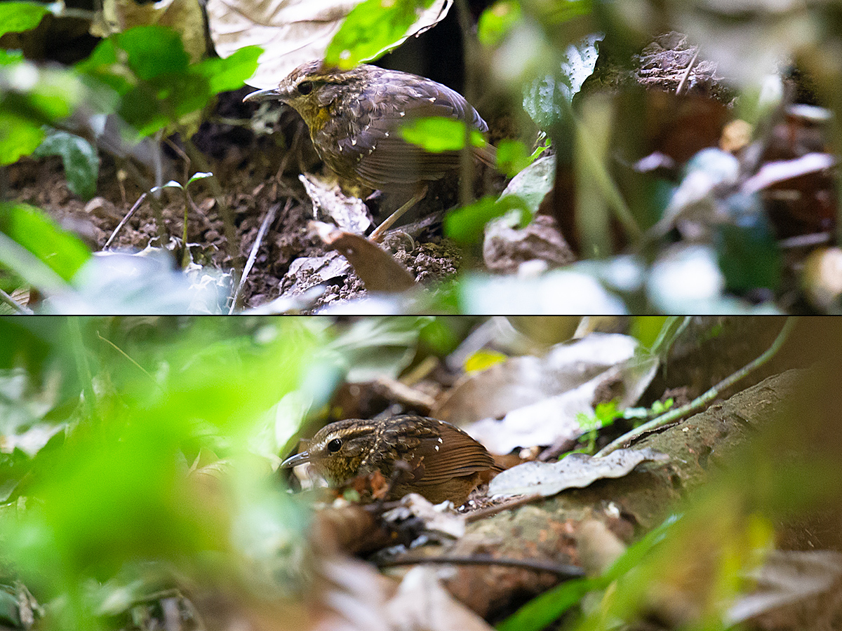 Eyebrowed Wren-Babbler