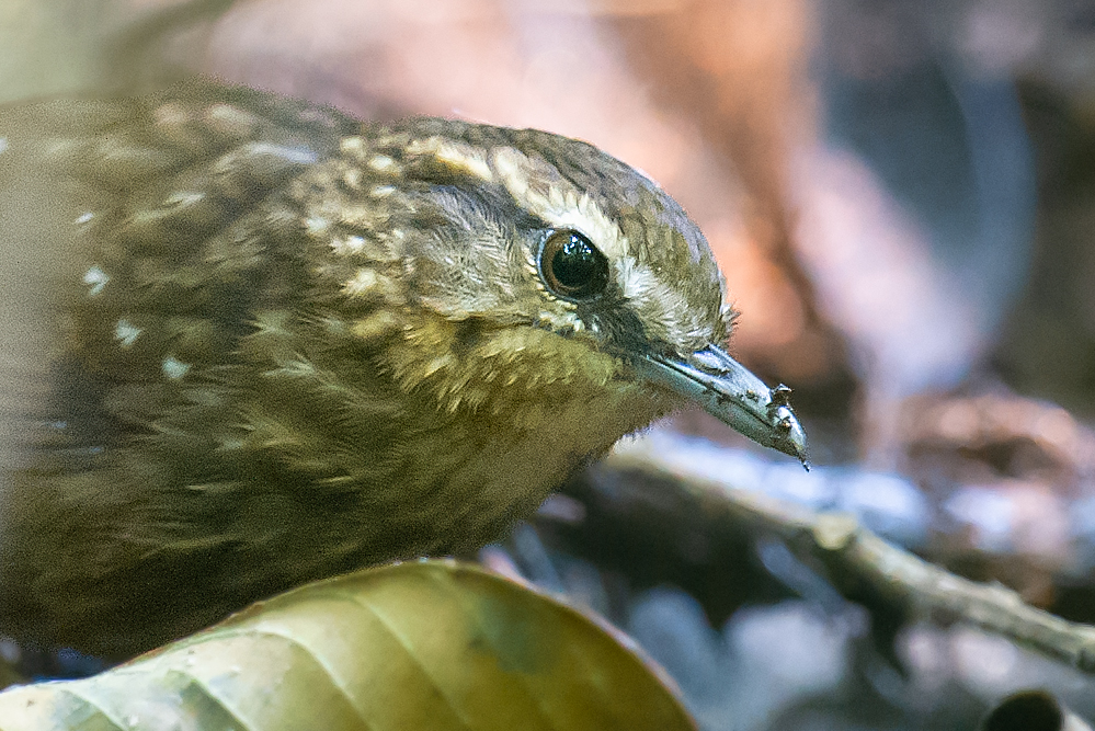 Eyebrowed Wren-Babbler