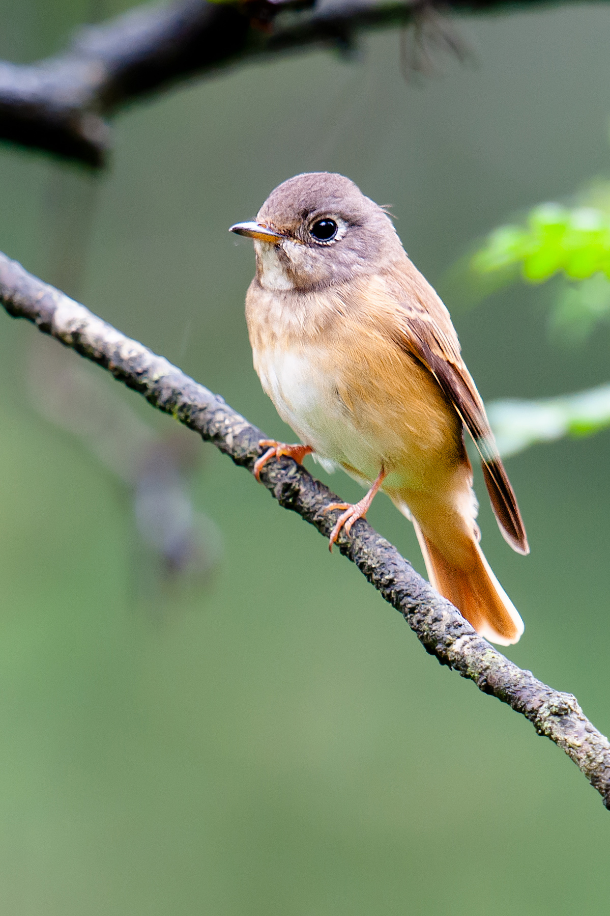 Ferruginous Flycatcher