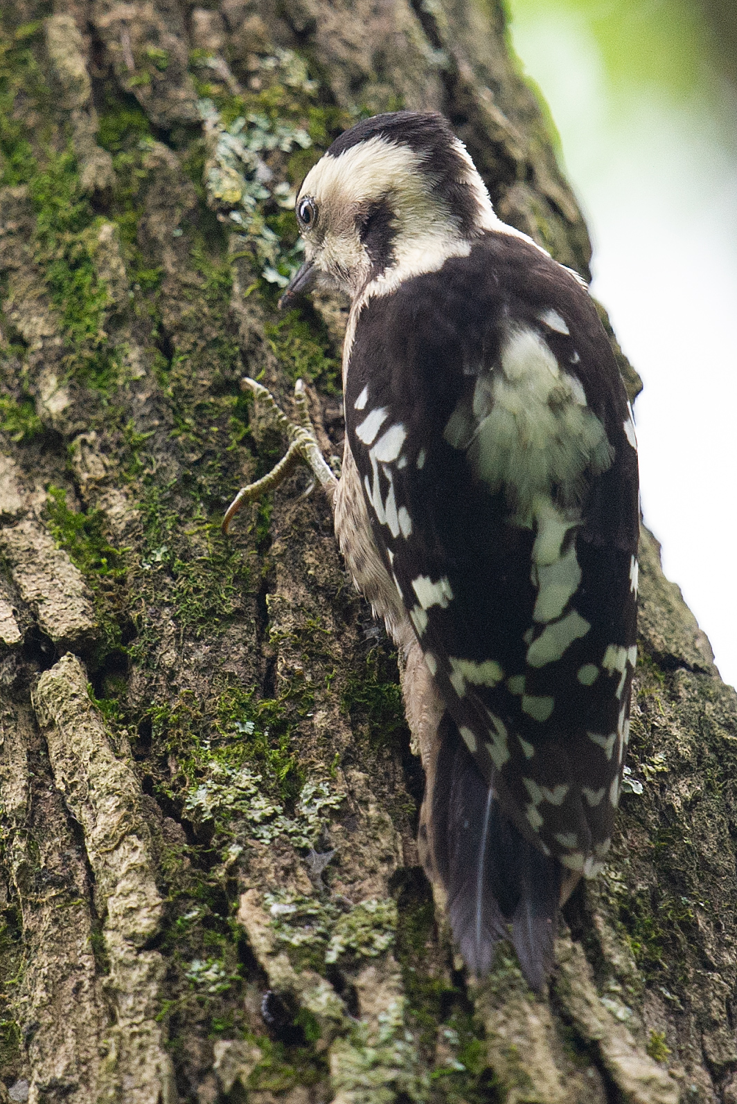 Grey-capped Pygmy Woodpecker