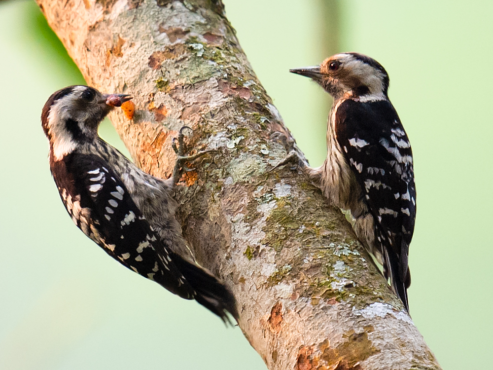 Grey-capped Pygmy Woodpecker