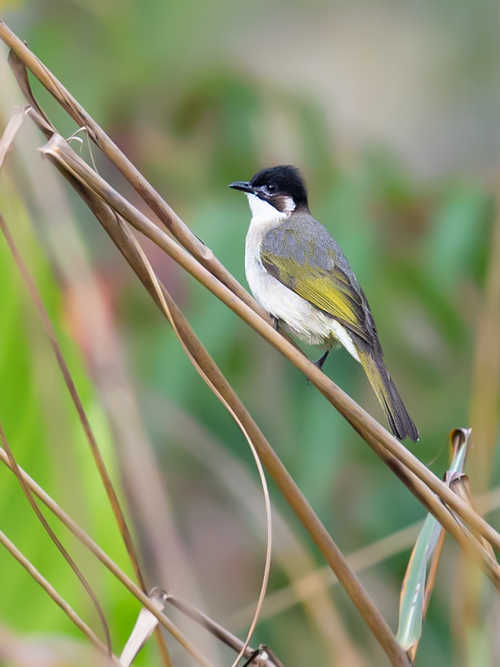 Light-vented Bulbul