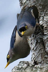 Yellow-billed Nuthatch