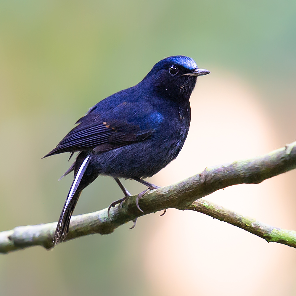 White-tailed Robin