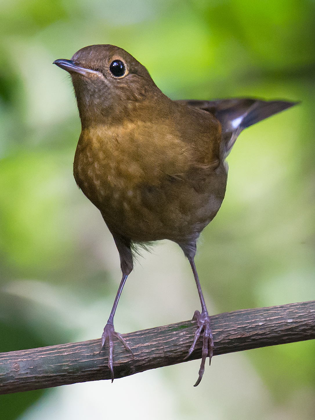 White-tailed Robin