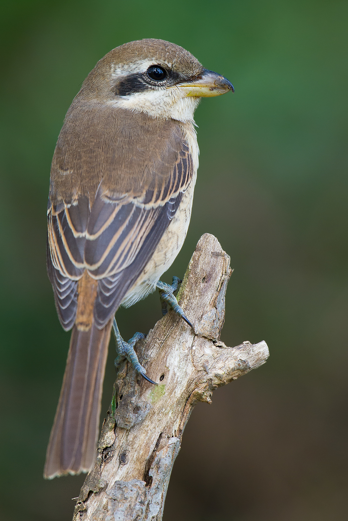 Brown Shrike