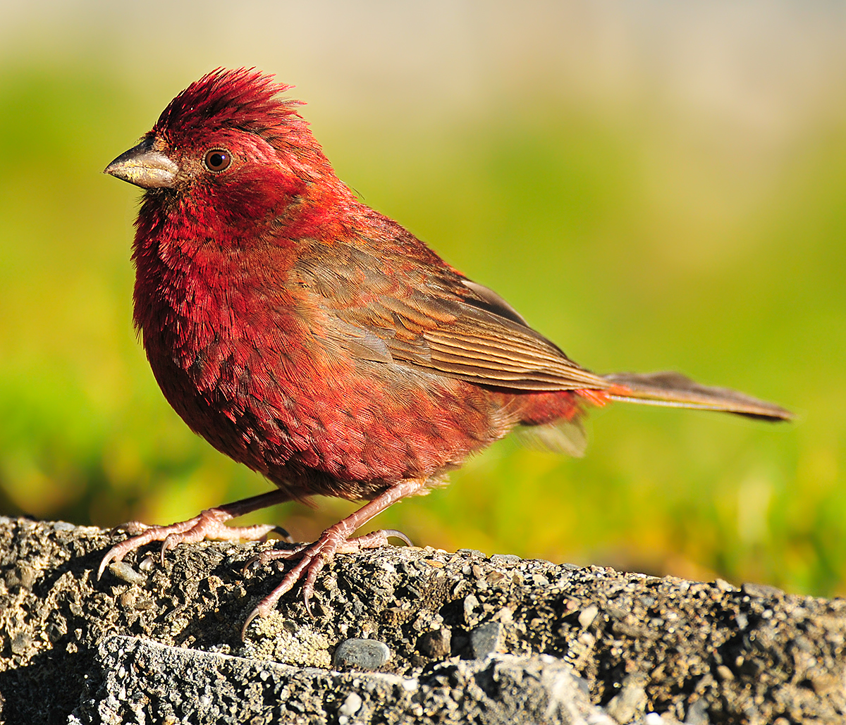 Taiwan Rosefinch