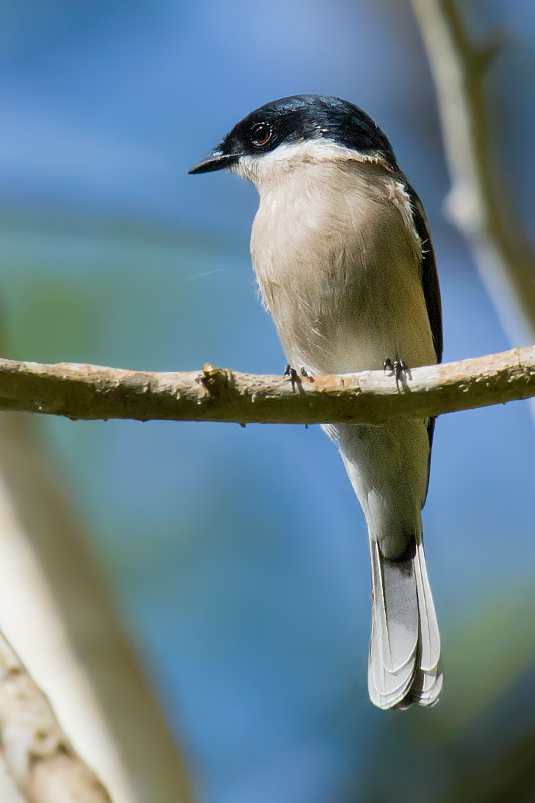 Bar-winged Flycatcher-shrike