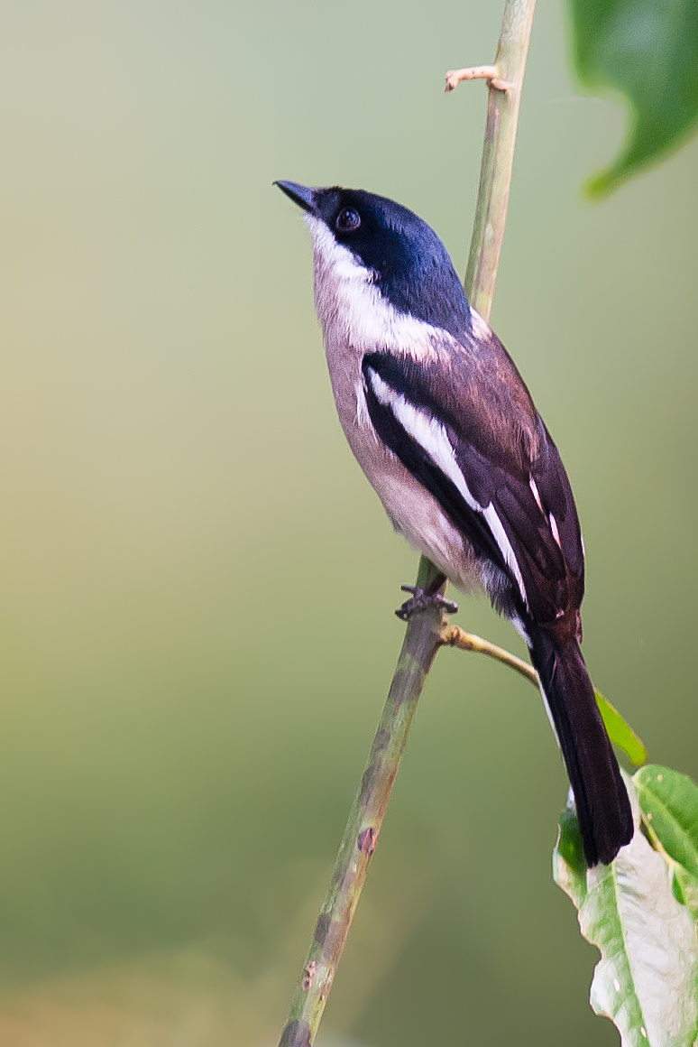 Bar-winged Flycatcher-shrike