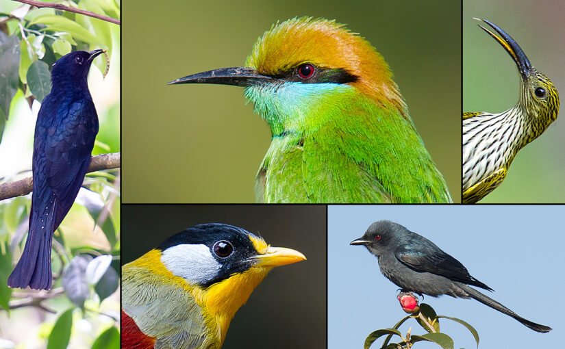 Birds of Baihualing, Yunnan