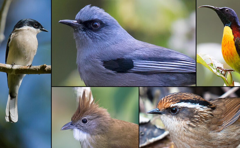 birds of Gongshan