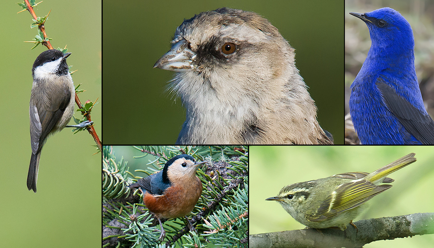 Birds of Sichuan 2