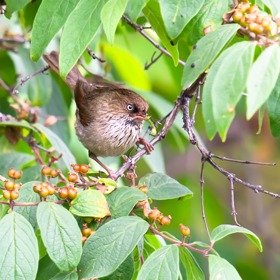 Chinese Fulvetta