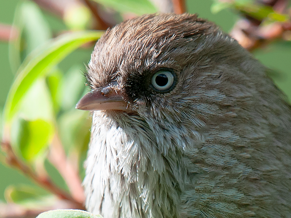 Chinese Fulvetta