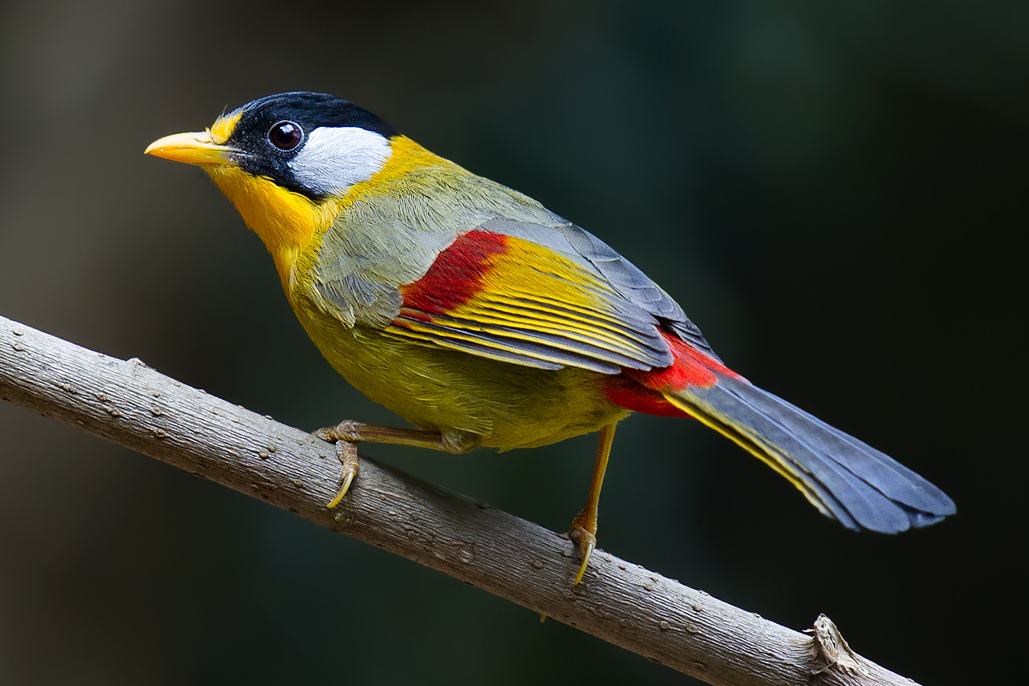 Silver-eared Mesia