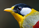 Silver-eared Mesia