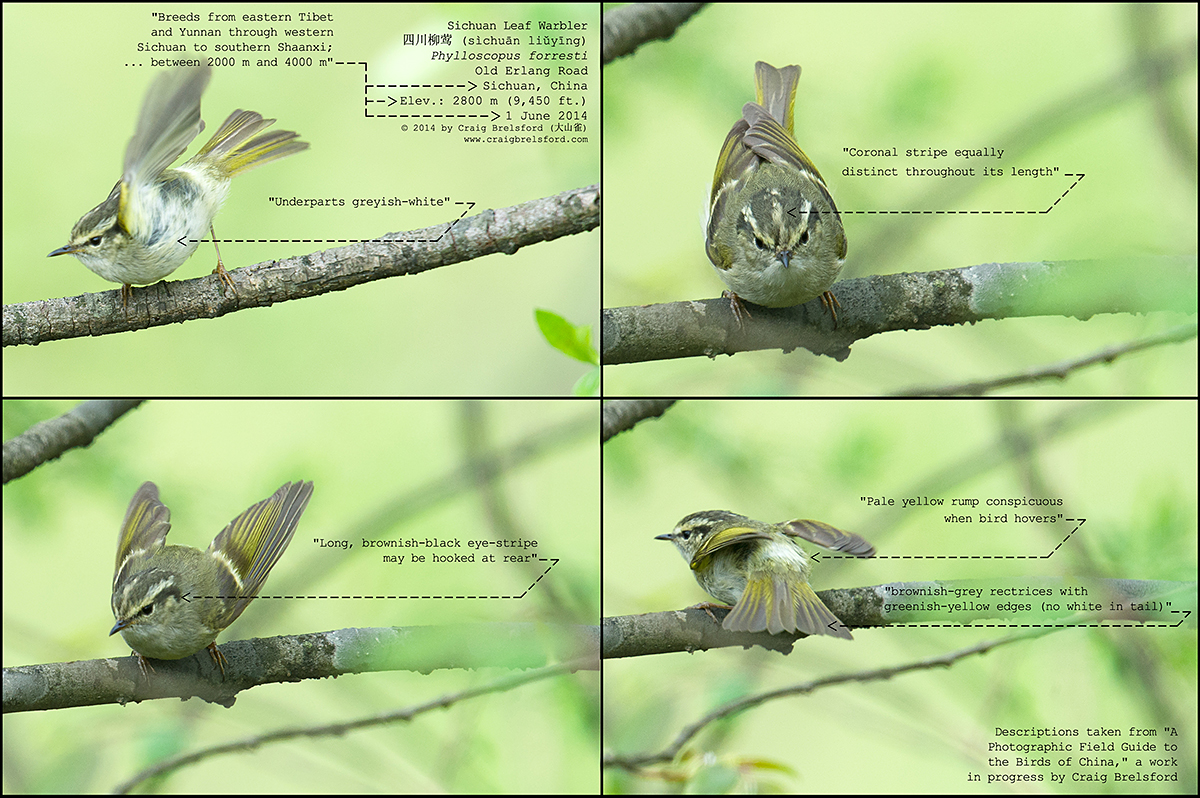 Sichuan Leaf Warbler