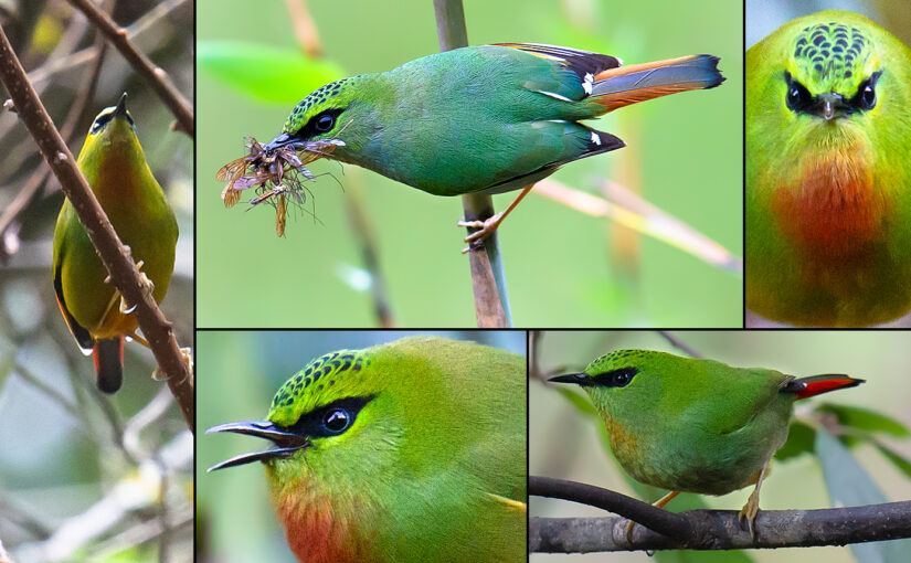 Fire-tailed Myzornis at Pianmazhen, Yunnan